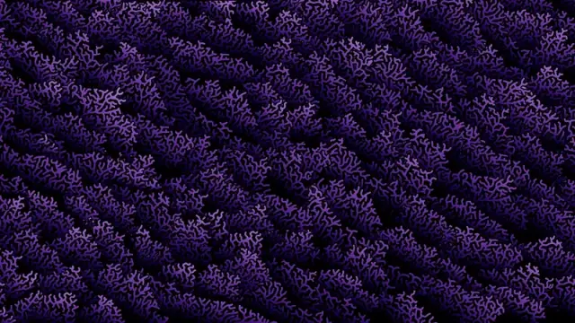 Coral Purple, design pinea